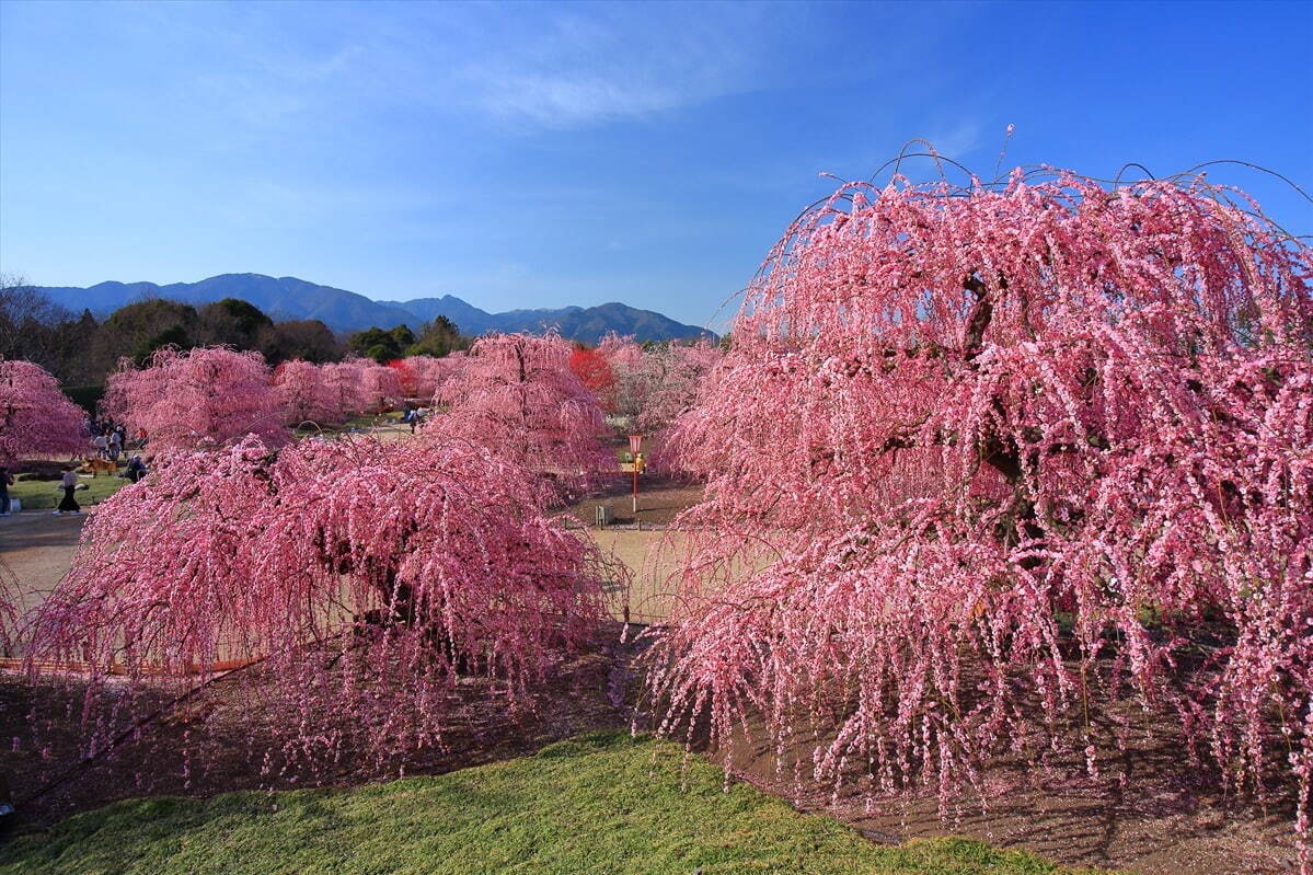 三重「鈴鹿の森庭園」約200本の梅が3月中旬から見頃に、しだれ梅＆霧の夜間ライトアップも｜写真8