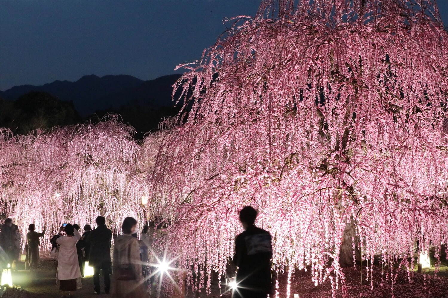 三重「鈴鹿の森庭園」約200本の梅が3月中旬から見頃に、しだれ梅＆霧の夜間ライトアップも｜写真14