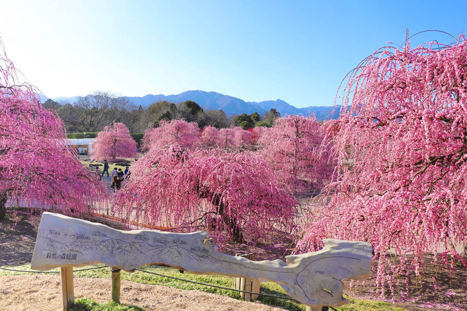 三重「鈴鹿の森庭園」約200本の梅が3月中旬から見頃に、しだれ梅＆霧の夜間ライトアップも｜写真10