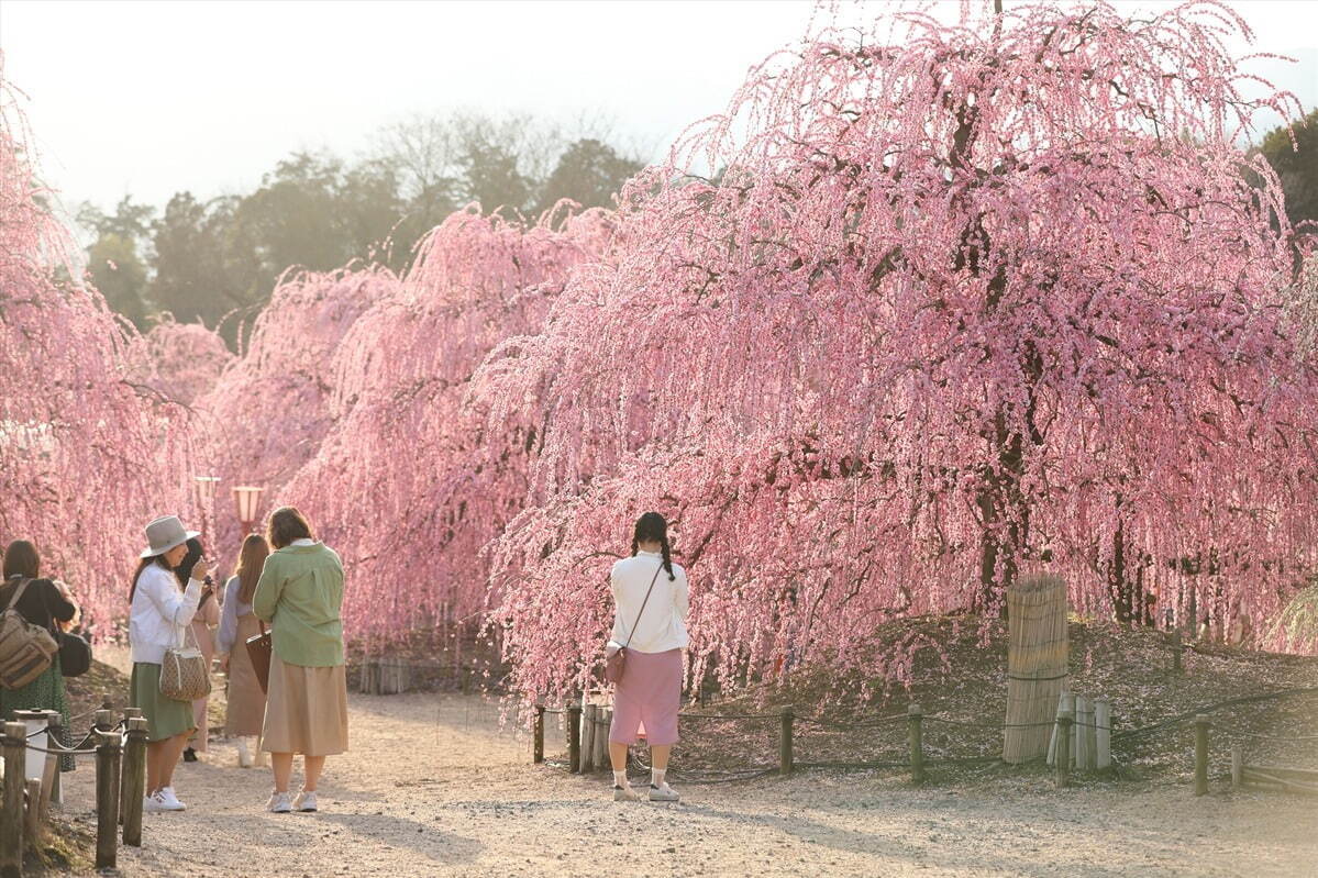 三重「鈴鹿の森庭園」約200本の梅が3月中旬から見頃に、しだれ梅＆霧の夜間ライトアップも｜写真7