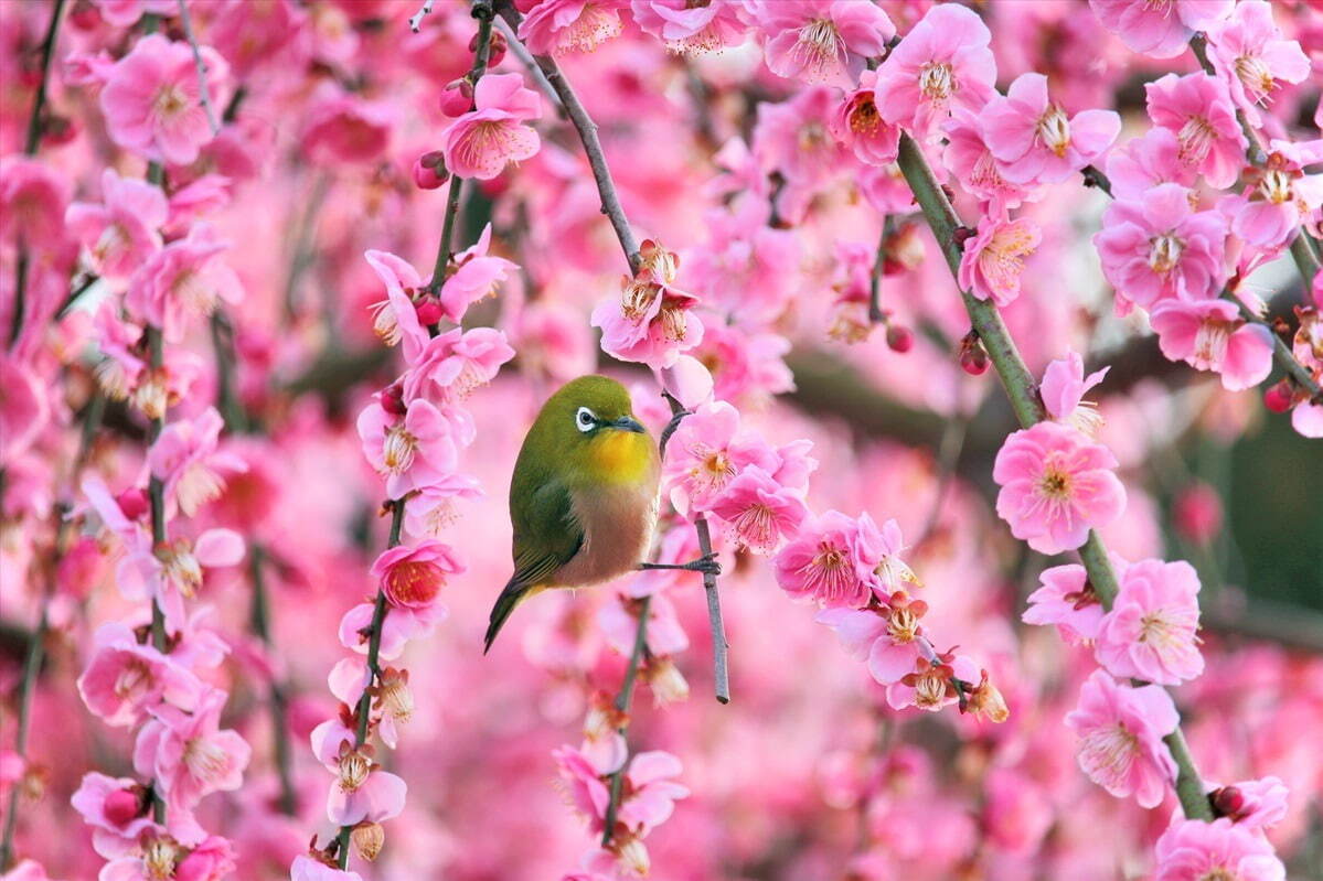 三重「鈴鹿の森庭園」約200本の梅が3月中旬から見頃に、しだれ梅＆霧の夜間ライトアップも｜写真6