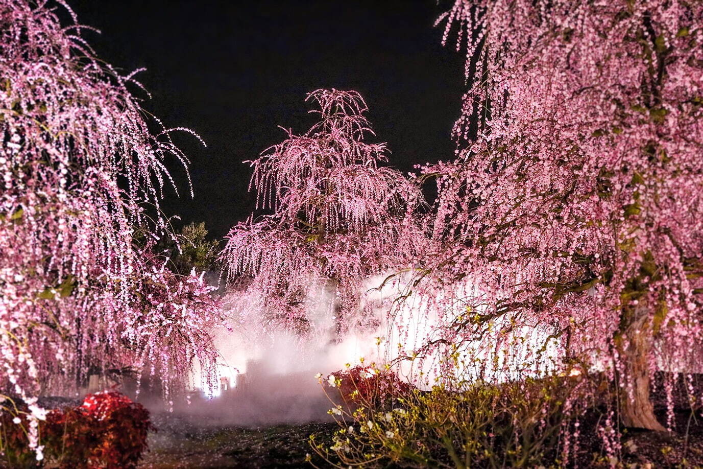 三重「鈴鹿の森庭園」約200本の梅が3月中旬から見頃に、しだれ梅＆霧の夜間ライトアップも｜写真13