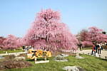 三重「鈴鹿の森庭園」約200本の梅が3月中旬から見頃に、しだれ梅＆霧の夜間ライトアップも｜写真5