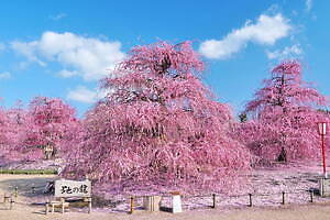 三重「鈴鹿の森庭園」約200本の梅が3月中旬から見頃に、しだれ梅＆霧の夜間ライトアップも｜写真1