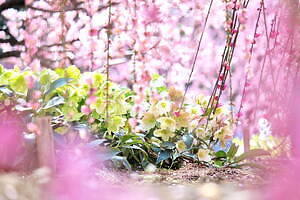 三重「鈴鹿の森庭園」約200本の梅が3月中旬から見頃に、しだれ梅＆霧の夜間ライトアップも｜写真4