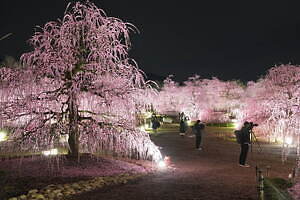 三重「鈴鹿の森庭園」約200本の梅が3月中旬から見頃に、しだれ梅＆霧の夜間ライトアップも｜写真16