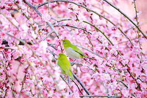 三重「鈴鹿の森庭園」約200本の梅が3月中旬から見頃に、しだれ梅＆霧の夜間ライトアップも｜写真2