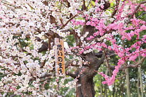 三重「鈴鹿の森庭園」約200本の梅が3月中旬から見頃に、しだれ梅＆霧の夜間ライトアップも｜写真3