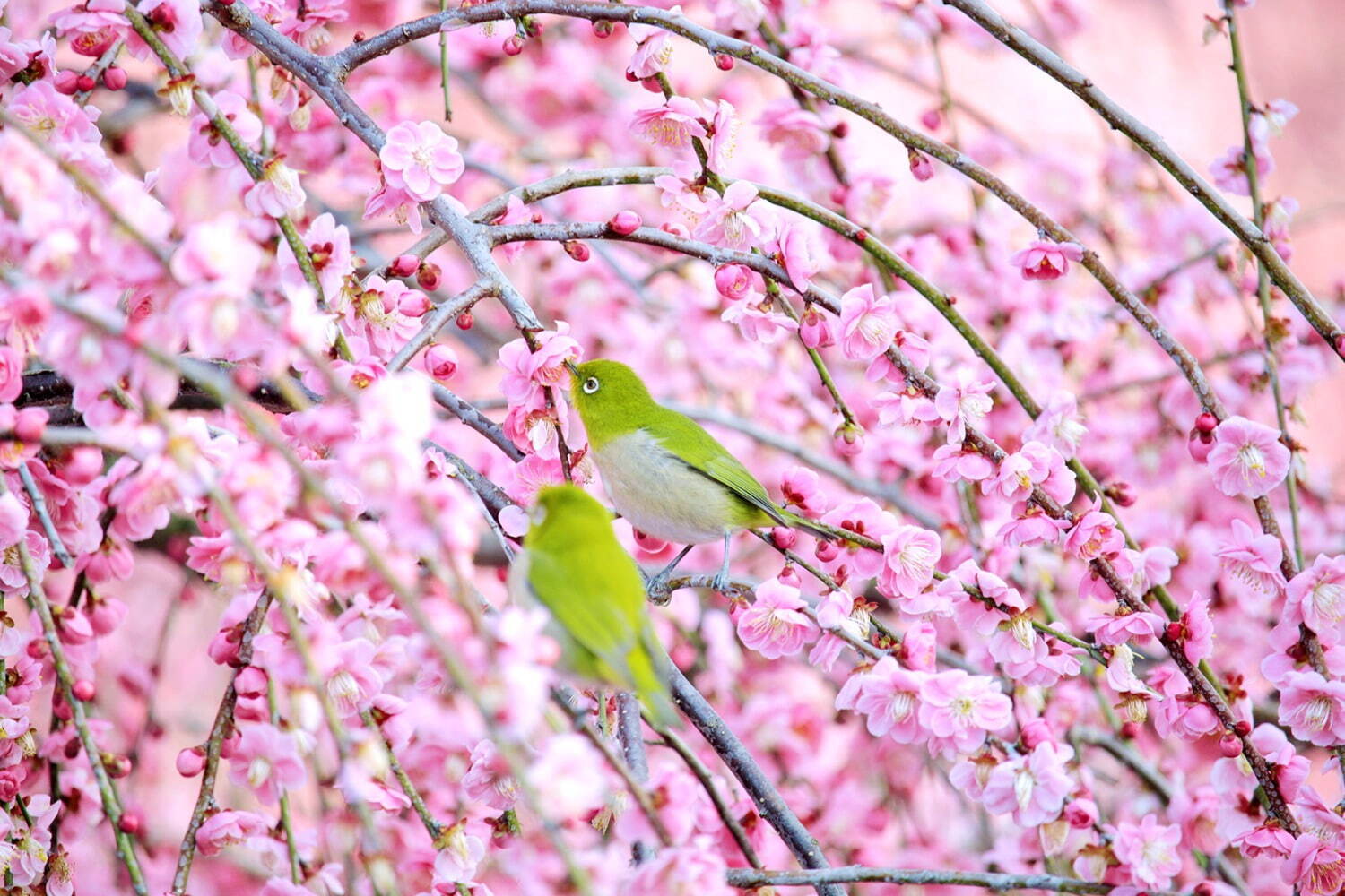 三重「鈴鹿の森庭園」約200本の梅が3月中旬から見頃に、しだれ梅＆霧の夜間ライトアップも｜写真2