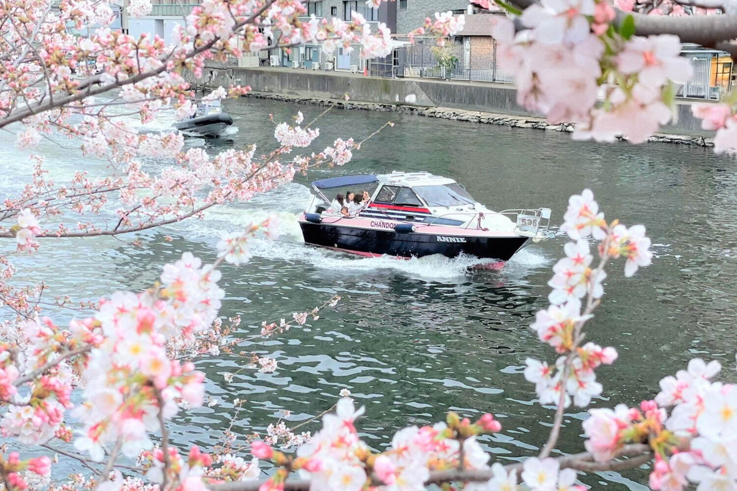 目黒川の花見クルーズ、さくら約800本の絶景とスパークリングワイン「シャンドン ロゼ」を楽しむ｜写真1