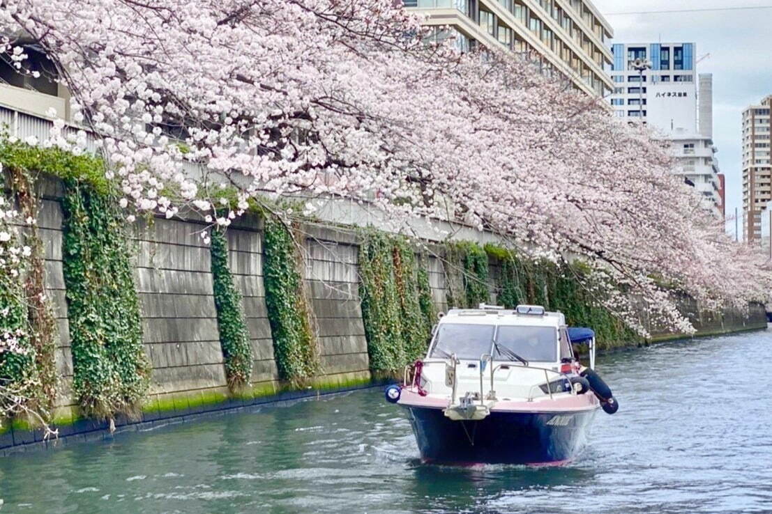目黒川の花見クルーズ、さくら約800本の絶景とスパークリングワイン「シャンドン ロゼ」を楽しむ｜写真8