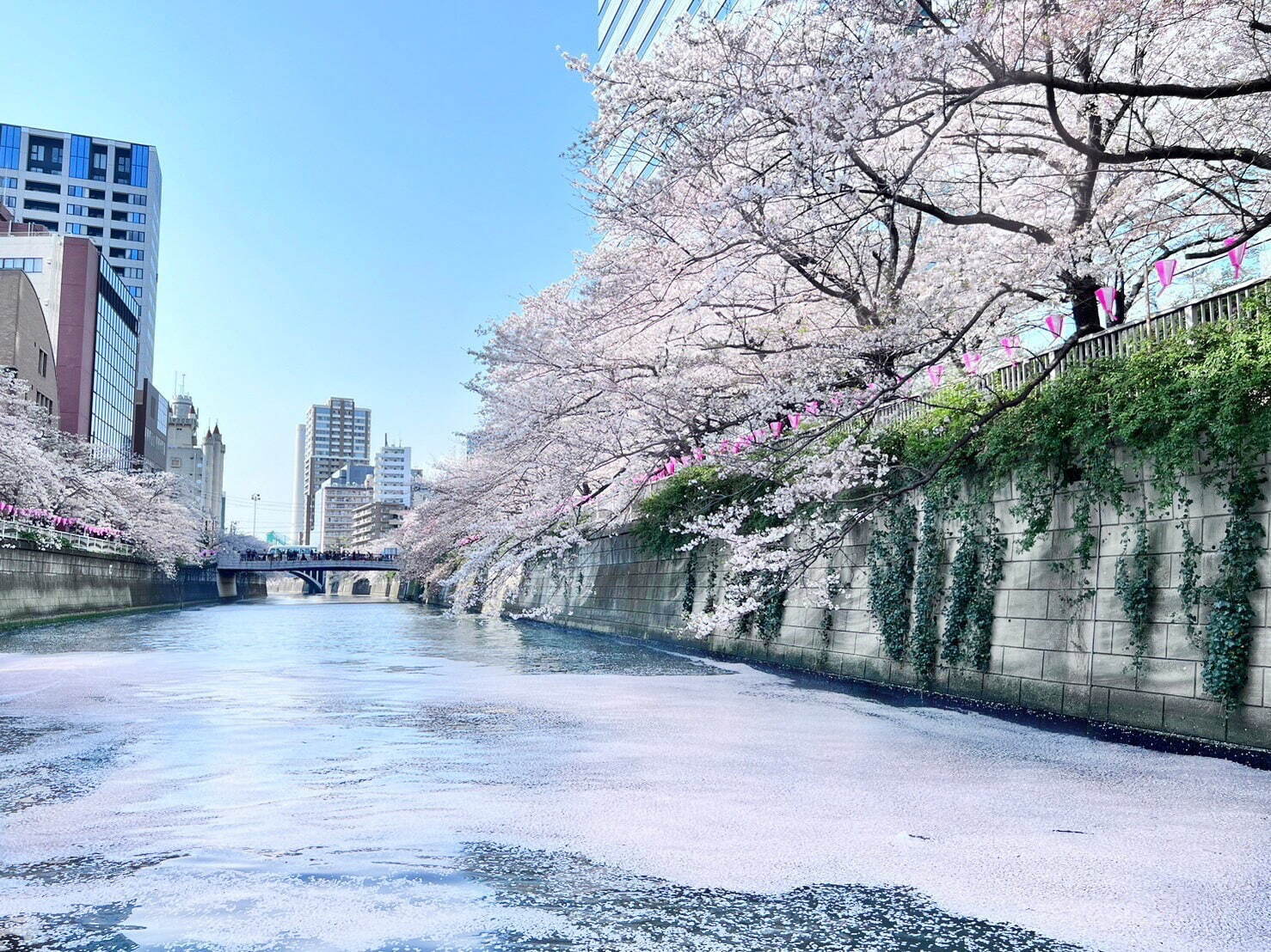 目黒川の花見クルーズ、さくら約800本の絶景とスパークリングワイン「シャンドン ロゼ」を楽しむ｜写真4