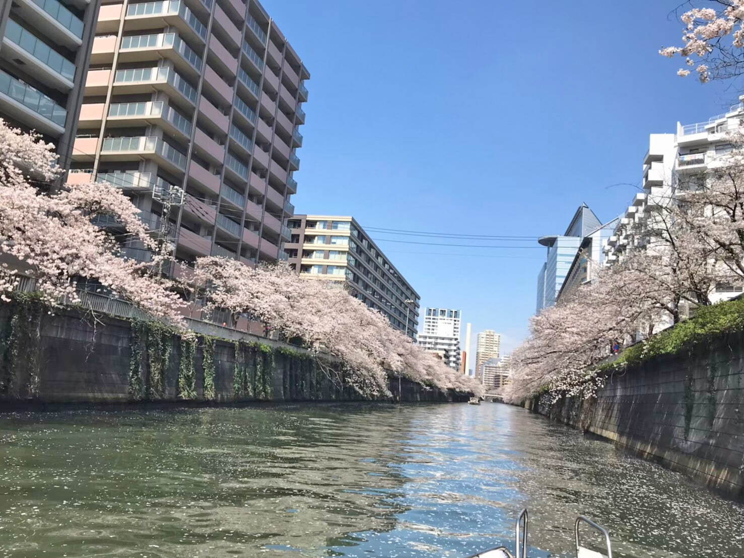 目黒川の花見クルーズ、さくら約800本の絶景とスパークリングワイン「シャンドン ロゼ」を楽しむ｜写真6