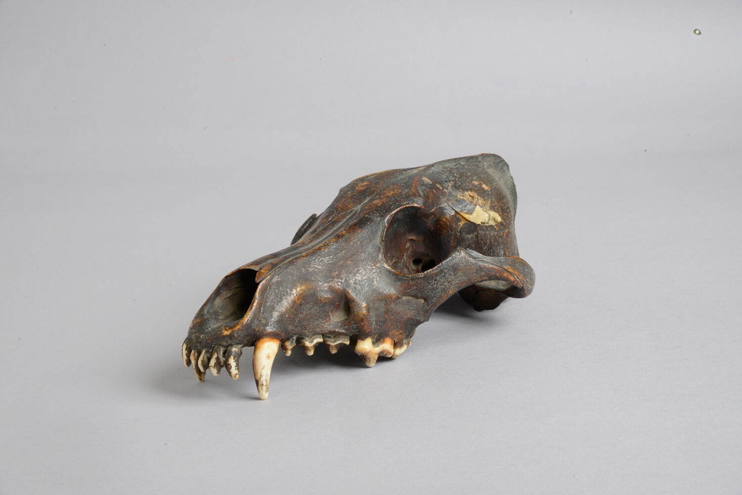 特別展「古代DNAー日本人のきた道ー」東京・国立科学博物館で、最新DNA研究から日本人のルーツを探る｜写真13