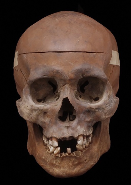 特別展「古代DNAー日本人のきた道ー」東京・国立科学博物館で、最新DNA研究から日本人のルーツを探る｜写真8
