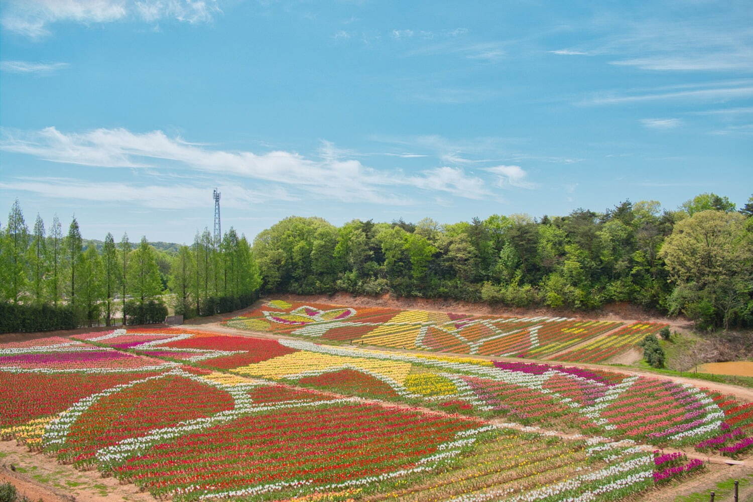 広島・世羅高原農場「チューリップ祭」約75万球のチューリップが咲き誇る春イベント｜写真5