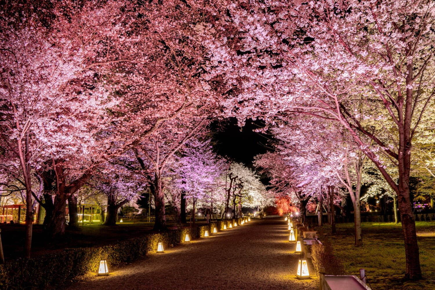京都・二条城×ネイキッドの桜アートイベント、夜桜ライトアップと楽しむ花見ピクニック＆飲食屋台｜写真5