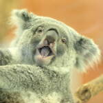 「どうぶつ展」東京・プレイ ミュージアムで、世界屈指の動物標本＆名和晃平らの“動物アート”集結｜写真7