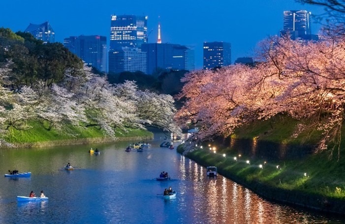 花見イベント「千代田のさくらまつり」千鳥ヶ淵緑道で、水上ボートで望む夜桜ライトアップ｜写真3