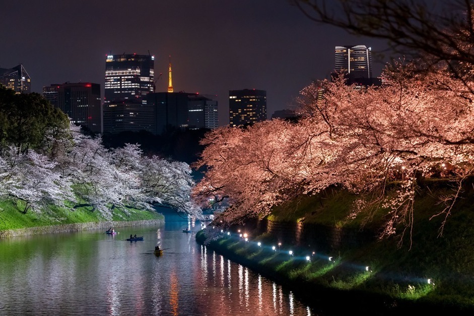 夜景スポット｜花見イベント「千代田のさくらまつり」千鳥ヶ淵緑道で、水上ボートで望む夜桜ライトアップ