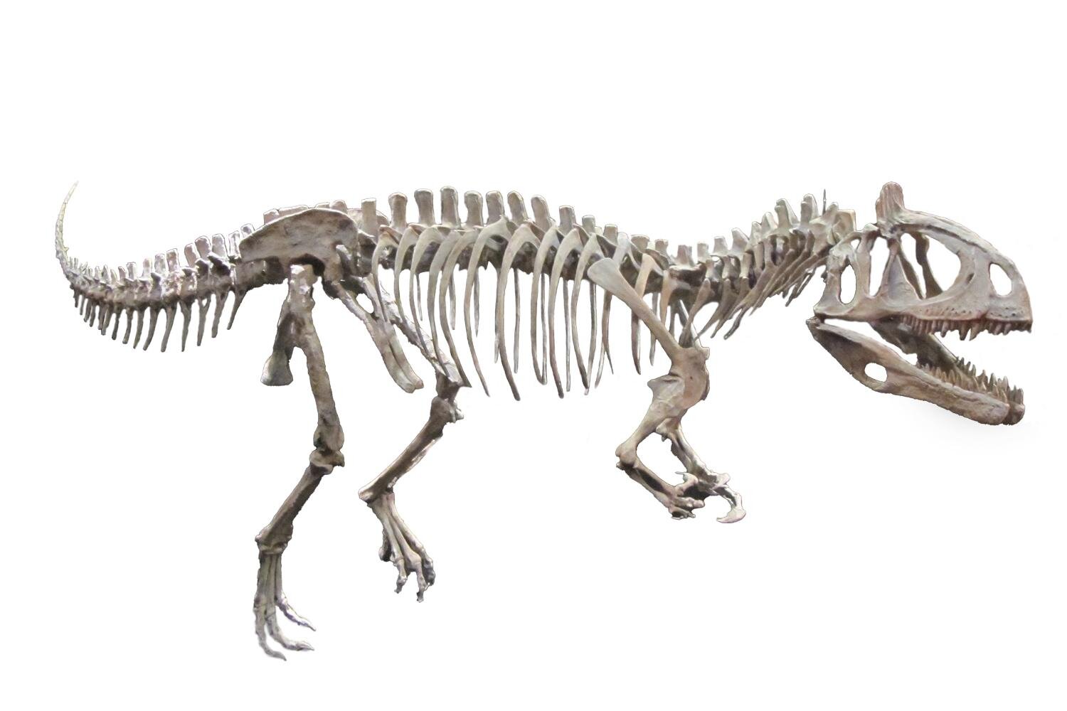 「大絶滅展ー生命史のビッグファイブ」東京・国立科学博物館で、地球上で5度訪れた“生命の危機”に迫る｜写真15