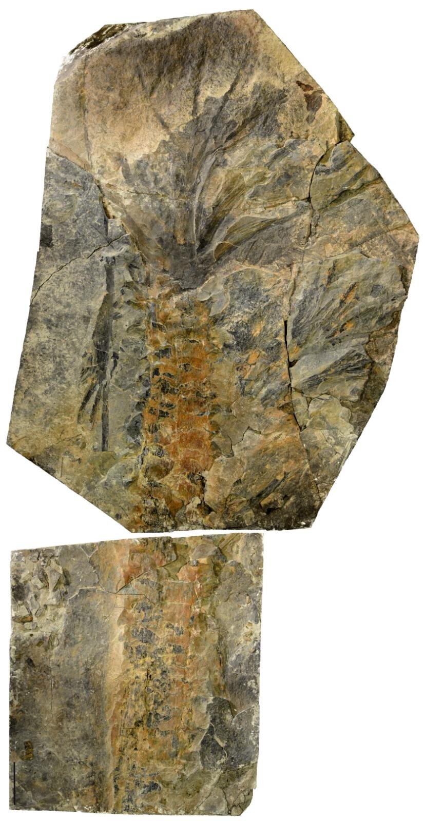 「大絶滅展ー生命史のビッグファイブ」東京・国立科学博物館で、地球上で5度訪れた“生命の危機”に迫る｜写真9