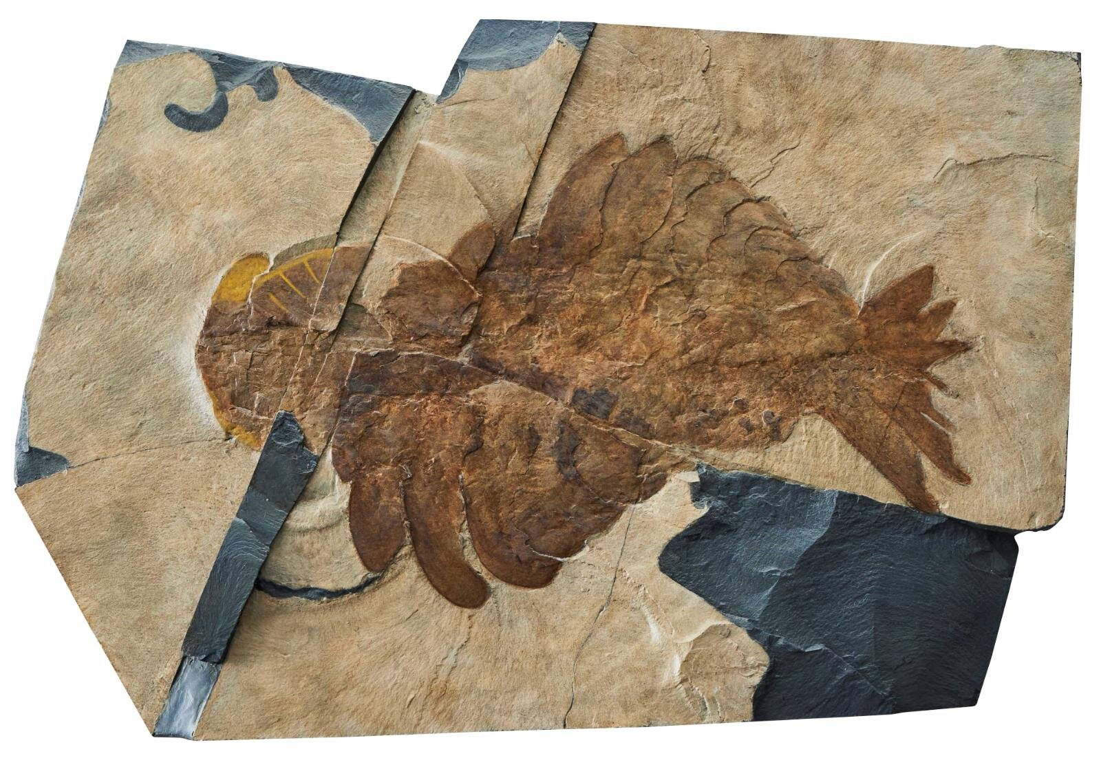 「大絶滅展ー生命史のビッグファイブ」東京・国立科学博物館で、地球上で5度訪れた“生命の危機”に迫る｜写真3