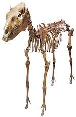 「大絶滅展ー生命史のビッグファイブ」東京・国立科学博物館で、地球上で5度訪れた“生命の危機”に迫る｜写真27