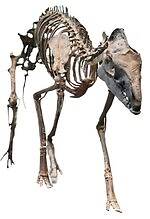 「大絶滅展ー生命史のビッグファイブ」東京・国立科学博物館で、地球上で5度訪れた“生命の危機”に迫る｜写真28