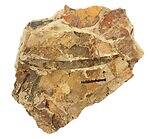 「大絶滅展ー生命史のビッグファイブ」東京・国立科学博物館で、地球上で5度訪れた“生命の危機”に迫る｜写真20