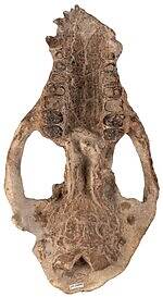 「大絶滅展ー生命史のビッグファイブ」東京・国立科学博物館で、地球上で5度訪れた“生命の危機”に迫る｜写真18