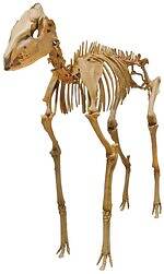 「大絶滅展ー生命史のビッグファイブ」東京・国立科学博物館で、地球上で5度訪れた“生命の危機”に迫る｜写真26