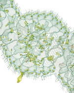 アンダーカバー“ビーズ煌めく”繊細レースのアイマスク、ヘアバンドとして使用OK｜写真12