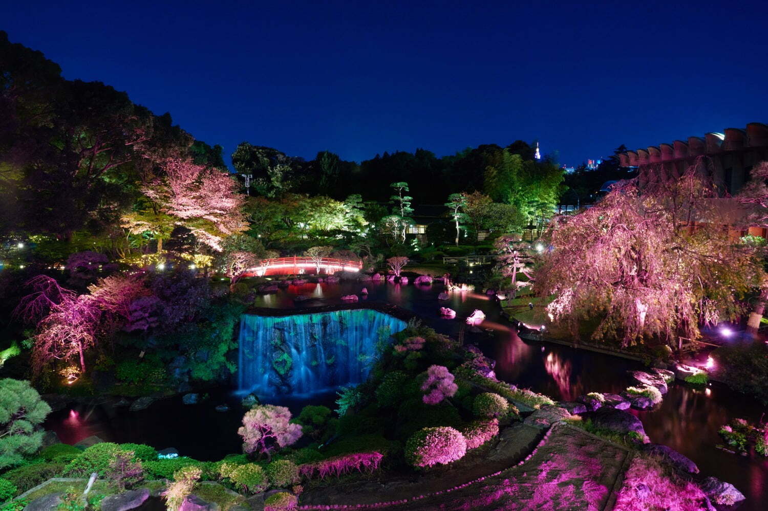 日本庭園｜ホテルニューオータニ(東京)「桜めぐり」19種類の桜が咲き誇る日本庭園、夜桜のライトアップも