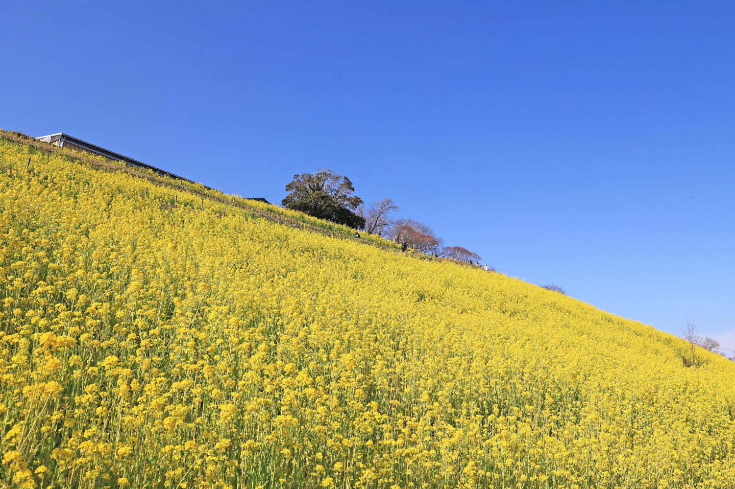 千葉・マザー牧場の“菜の花”が見頃に、黄色い絨毯が360度広がる春景色