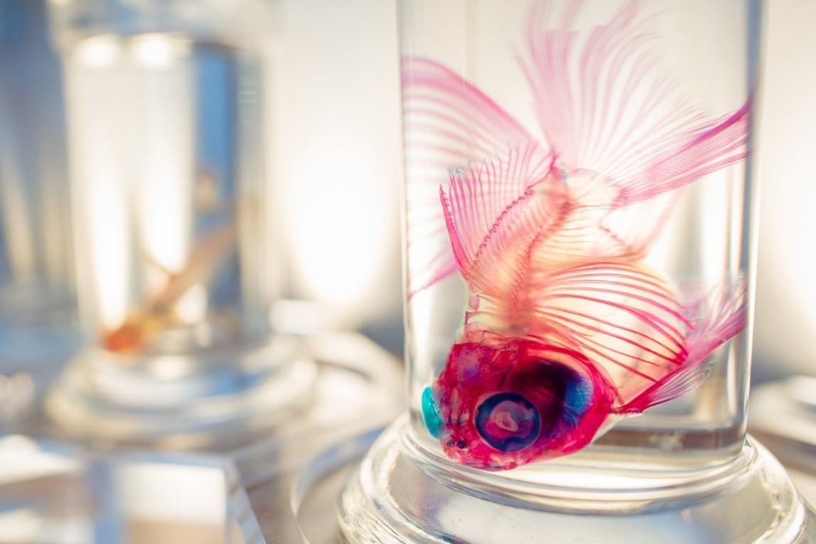 スペースLABO(北九州市科学館)「透明標本」