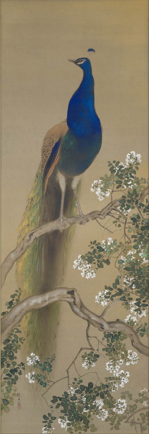 木島櫻谷 《孔雀》 昭和4年(1929年) 公益財団法人櫻谷文庫蔵 ［福田美術館・通期展示］