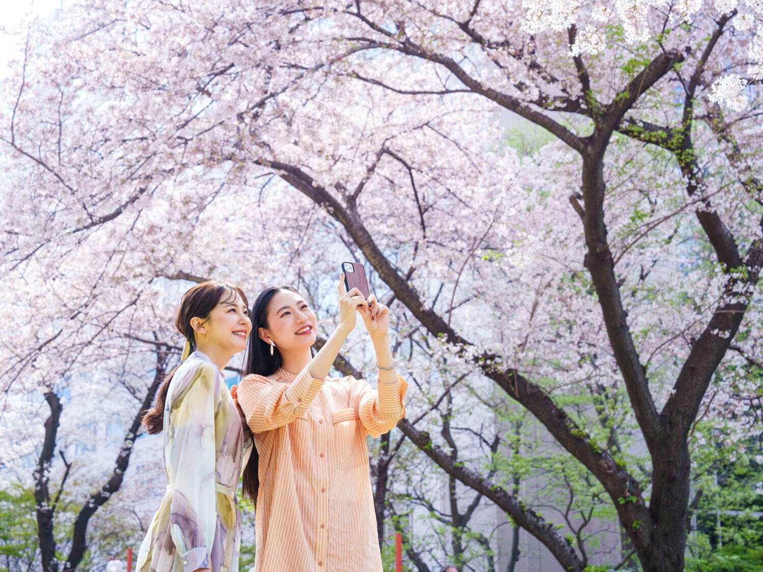 「高輪 桜まつり2025」プリンスホテルの日本庭園で、"夜桜×竹あかり"ライトアップや桜カクテルなど｜写真4