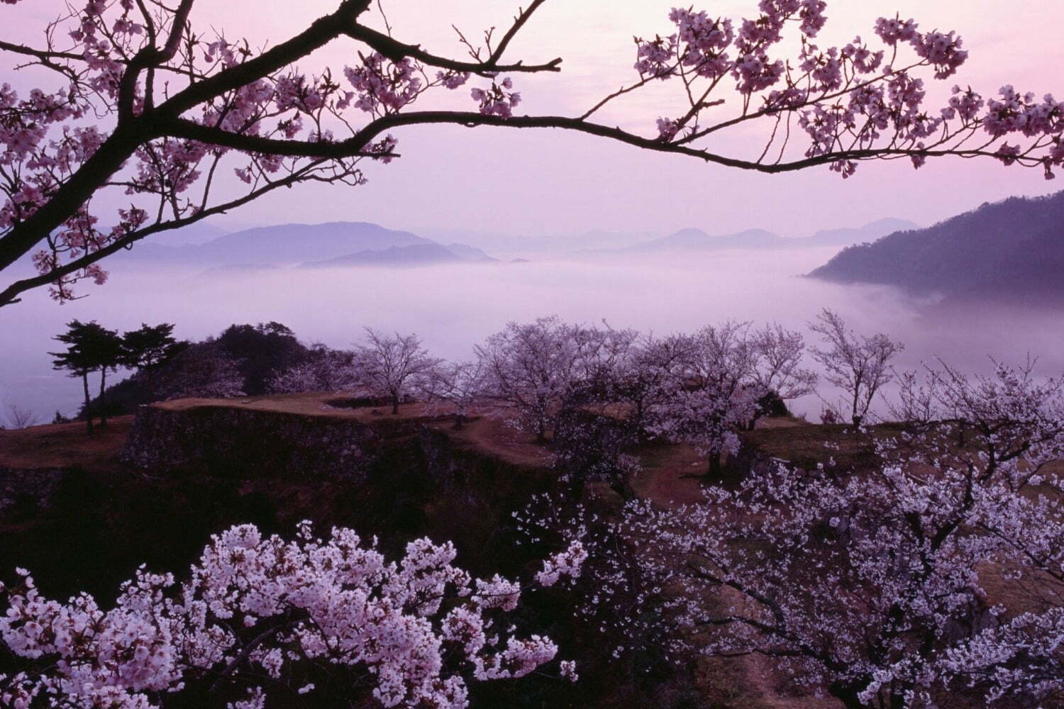 雲海スポット｜天空の城「竹田城跡」の桜が見頃に、雲海に包まれる花見スポット