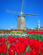 「佐倉チューリップフェスタ」千葉・佐倉ふるさと広場で、チューリップ畑とオランダ風車が彩る春景色｜写真1