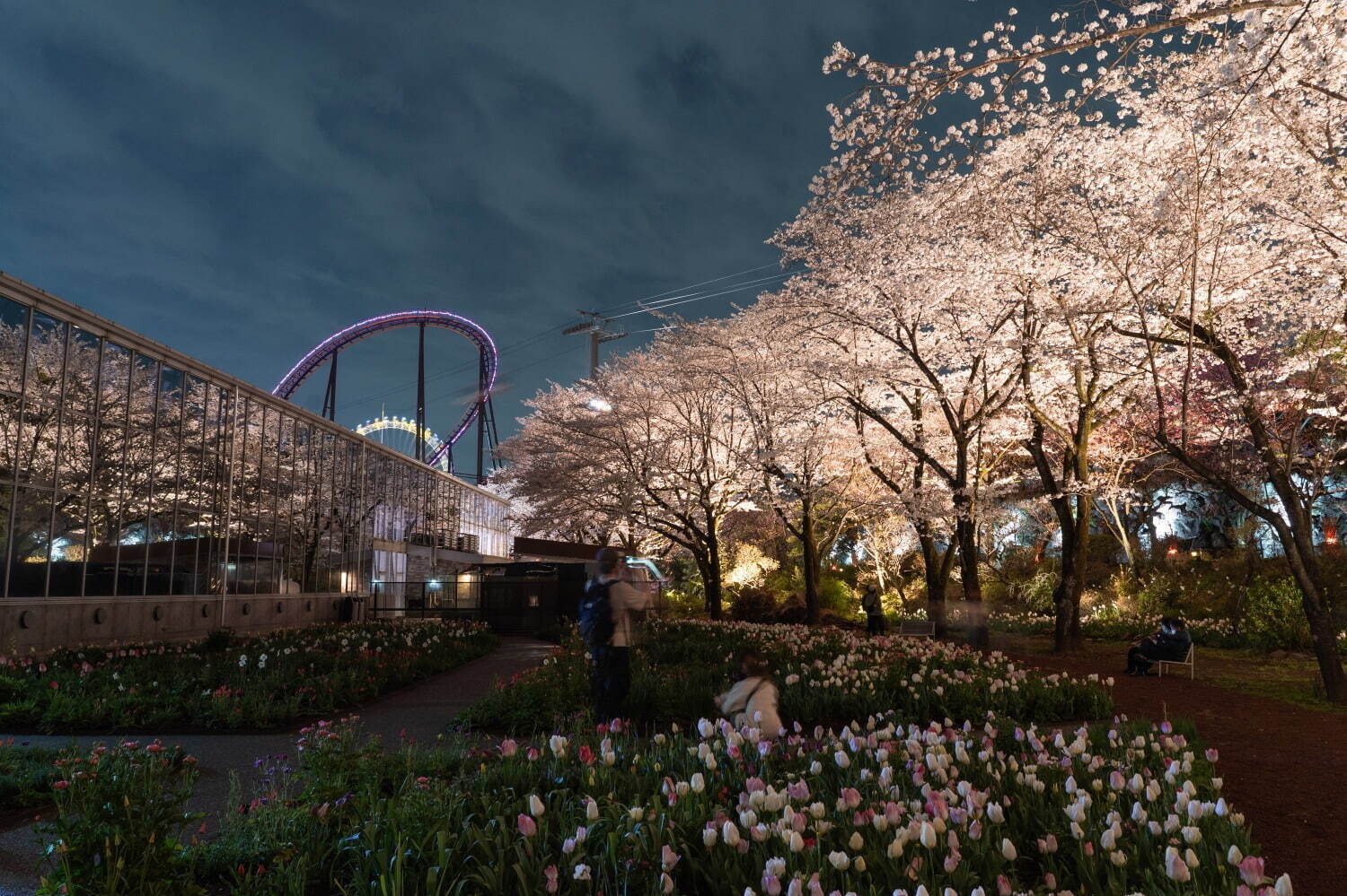 よみうりランド「夜桜ジュエルミネーション」“さくら色”ライトアップの新観覧車、ピンクに煌めく桜並木も｜写真6