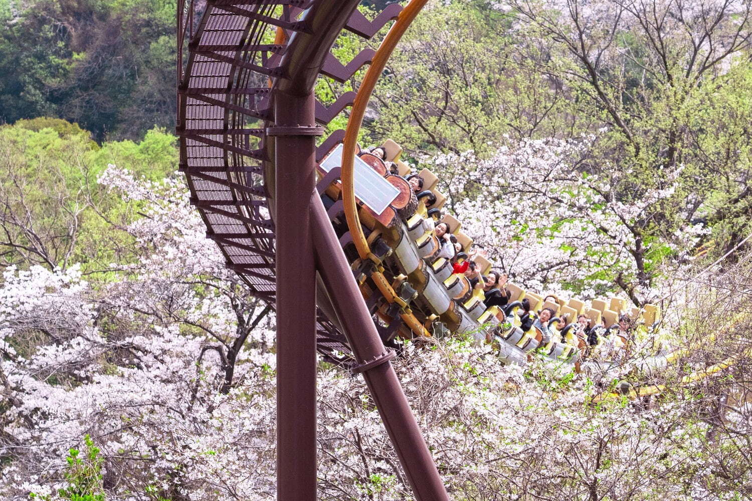 よみうりランド「夜桜ジュエルミネーション」“さくら色”ライトアップの新観覧車、ピンクに煌めく桜並木も｜写真4