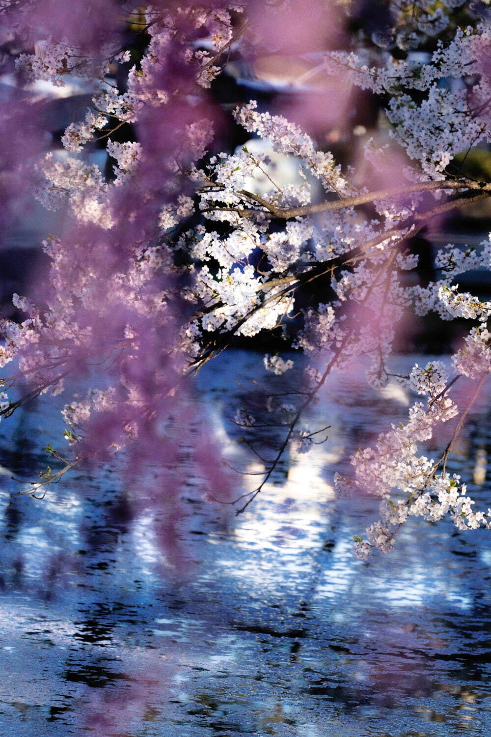 蜷川実花 《花、瞬く光》 2022年 ［1期展示］
©mika ninagawa, Courtesy of Tomio Koyama Gallery