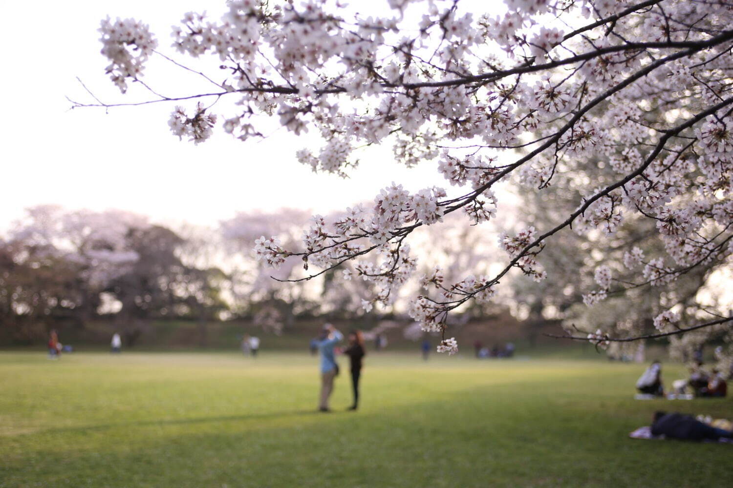 千葉・佐倉城址公園の桜イベント、日本100名城に咲く千本桜｜写真1