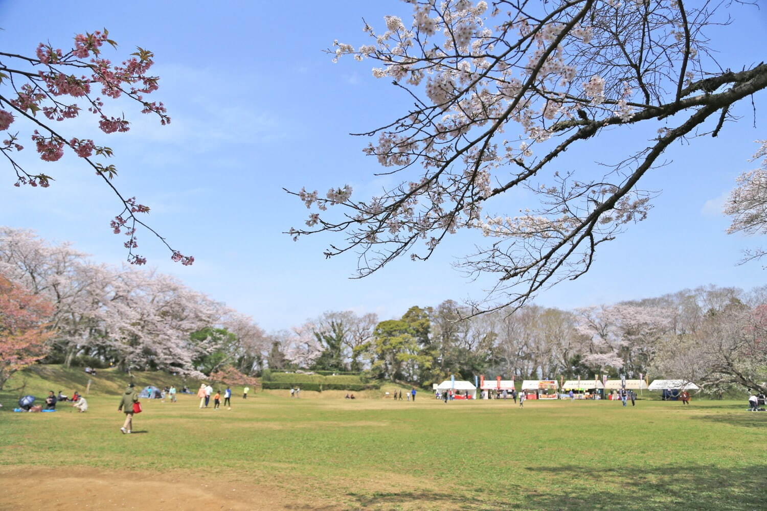 千葉・佐倉城址公園の桜イベント、日本100名城に咲く千本桜｜写真2