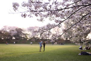 千葉・佐倉城址公園の桜イベント、日本100名城に咲く千本桜｜写真1