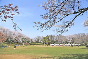 千葉・佐倉城址公園の桜イベント、日本100名城に咲く千本桜｜写真2