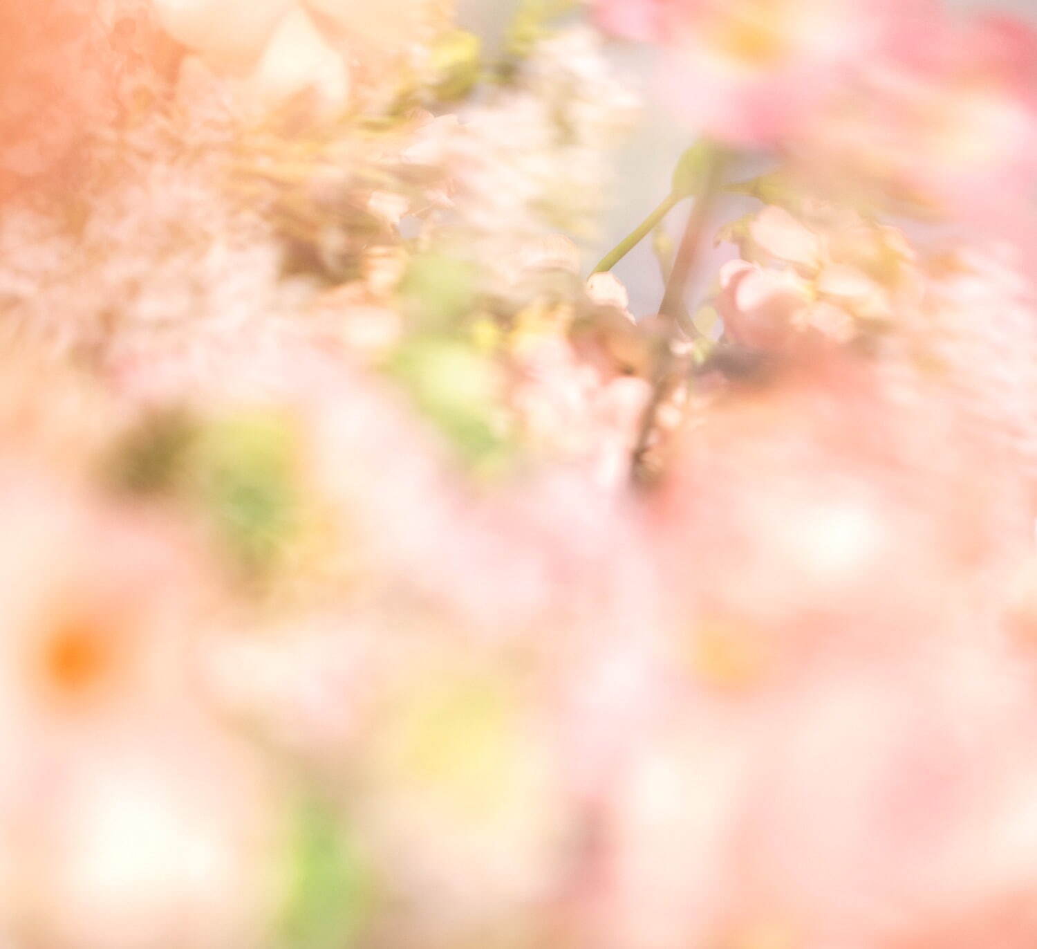 The limited-edition perfume, Spring Letter, with its fresh