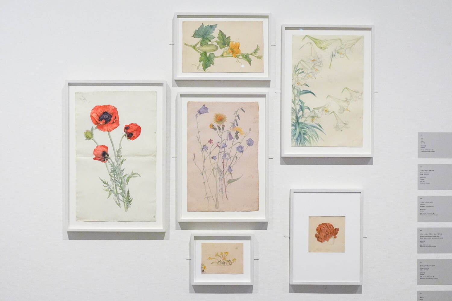 「ヒルマ・アフ・クリント展」展示風景 東京国立近代美術館 2025年