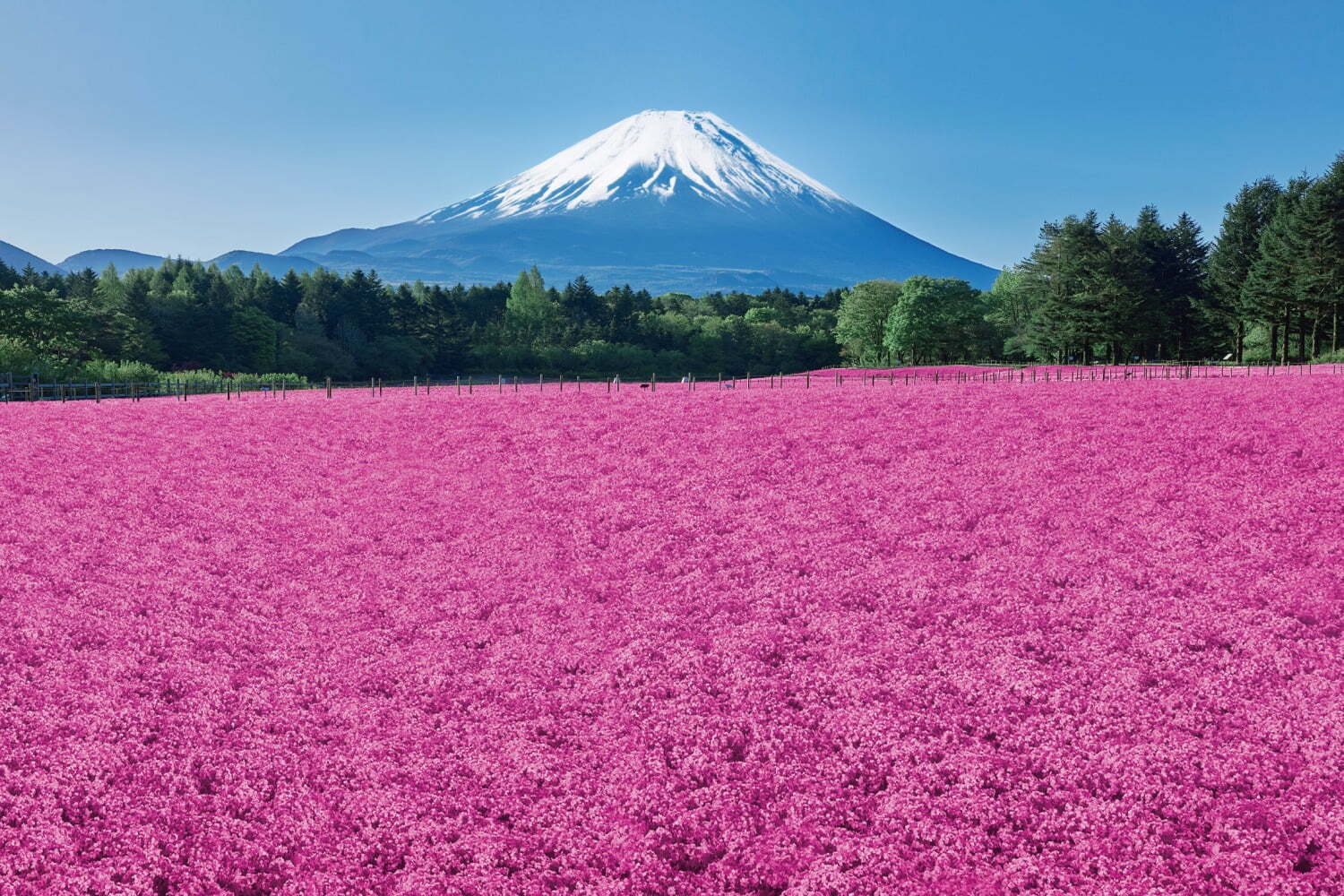 富士山｜芝桜×富士山の絶景「富士芝桜まつり」山梨・富士河口湖で、“約50万株”の芝桜が彩るピンクの絨毯